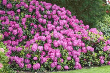 Rhododendron 'Germania' C10 40-50