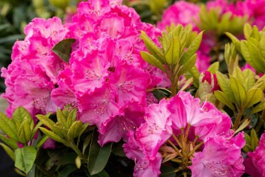 Rhododendron 'Germania' C10 40-50
