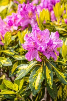 Rododendron Rhododendron 'Goldflimmer' buske 40-45 C5 Rhododendron 'Goldflimmer' buske 40-45 cm