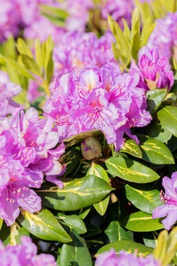 Rododendron Rhododendron 'Goldflimmer' buske 40-45 C5 Rhododendron 'Goldflimmer' buske 40-45 cm
