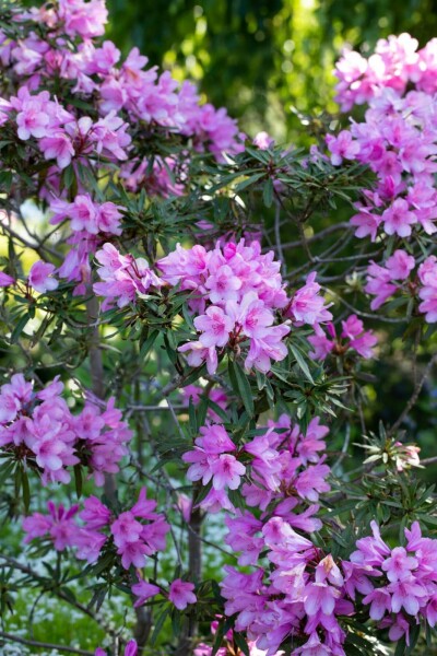 Rhododendron 'Graziella' C5 40-50