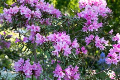 Rhododendron 'Graziella' C5 40-50