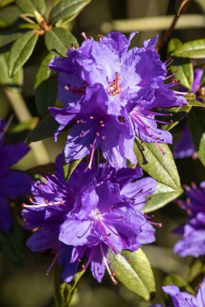 Rhododendron impeditum C3 20-30