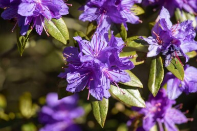 Rhododendron impeditum C3 20-30