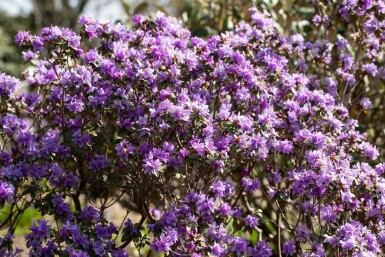 Rhododendron impeditum C3 20-30