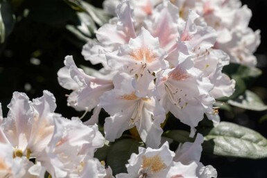 Rododendron Rhododendron 'Madame Masson' buske 35-45 C5 Rhododendron 'Madame Masson' buske 35-45 cm