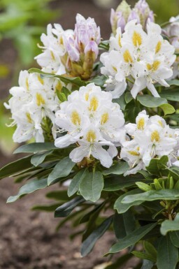 Rododendron Rhododendron 'Madame Masson' buske 35-45 C5 Rhododendron 'Madame Masson' buske 35-45 cm