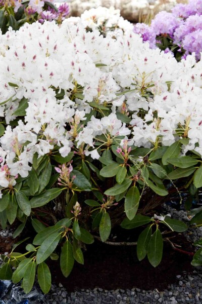 Rododendron Rhododendron 'Madame Masson' buske 30-40 C5 Rhododendron 'Madame Masson' buske 30-40 cm