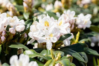Rhododendron 'Madame Masson' C5 30-40