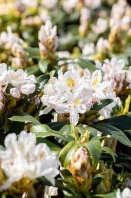 Rhododendron 'Madame Masson' C5 30-40