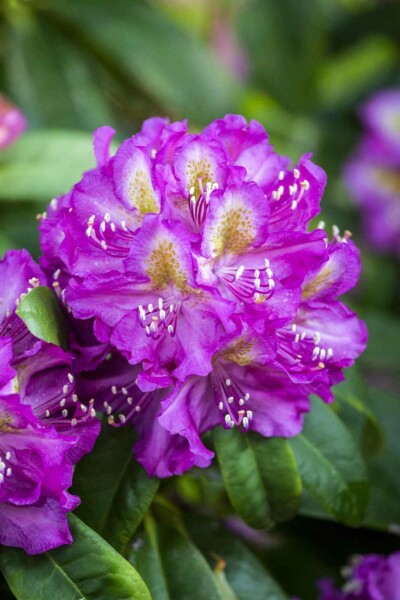 Rhododendron 'Marcel Menard' C5 40-45