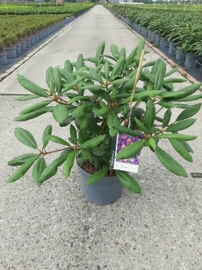 Rhododendron 'Marcel Menard' buske 40-45 cm