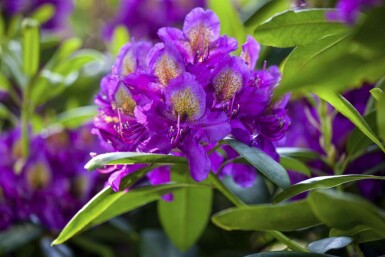 Rhododendron 'Marcel Menard' C10 50-60