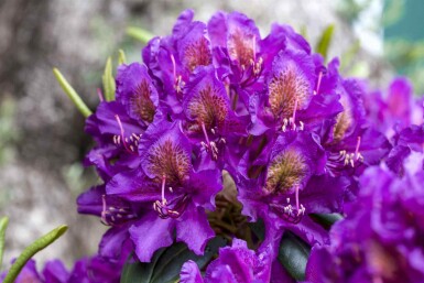 Rhododendron 'Marcel Menard' C10 50-60