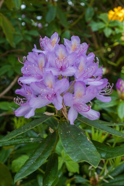 Rododendron Rhododendron 'Moerheim' buske 20-25 C3 Rhododendron 'Moerheim' buske 20-25 cm