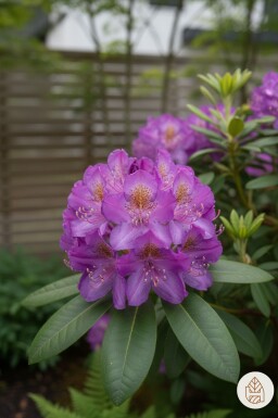 Rhododendron 'Moerheim' buske 20-25 cm