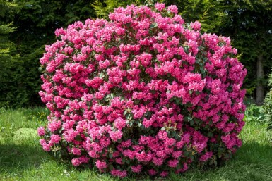 Rhododendron 'Nova Zembla' C5 40-50