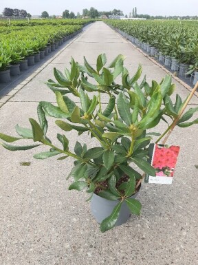 Rhododendron 'Nova Zembla' buske 40-50 cm