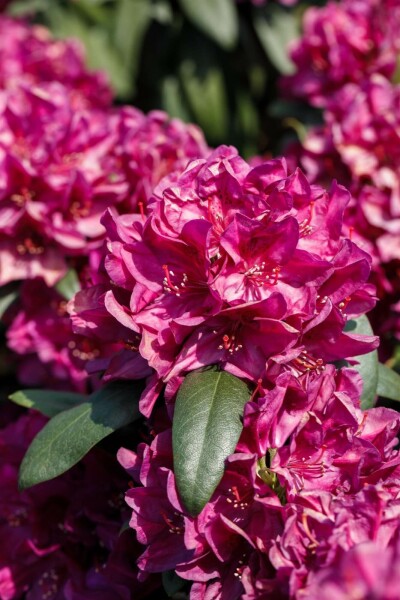 Rhododendron 'Nova Zembla' C10 40-50
