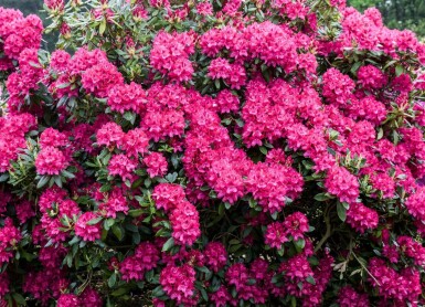 Rhododendron 'Nova Zembla' C10 40-50