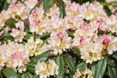 Rhododendron 'Percy Wiseman' C5 30-40