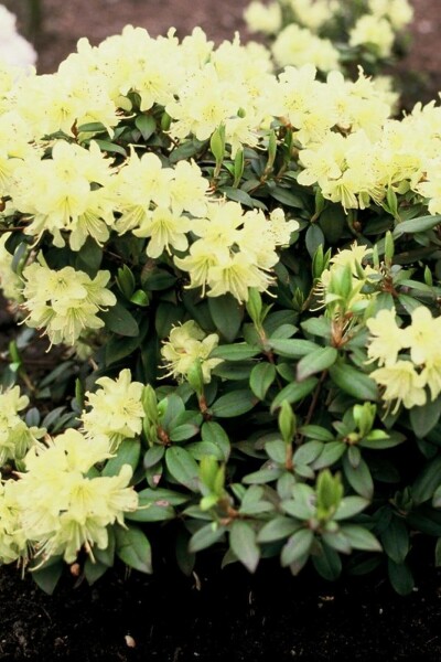 Rhododendron 'Princess Anne' C3 20-25