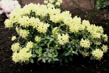 Rhododendron 'Princess Anne' C3 20-25