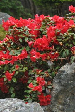 Rododendron Rhododendron 'Scarlet Wonder' buske Rhododendron 'Scarlet Wonder' buske