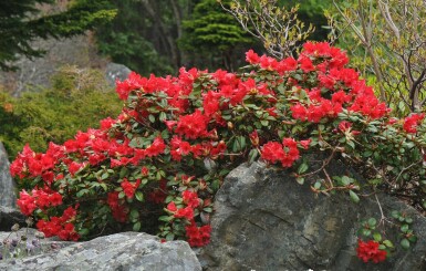 Rododendron Rhododendron 'Scarlet Wonder' buske Rhododendron 'Scarlet Wonder' buske