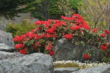 Rhododendron 'Scarlet Wonder' C3 15-20