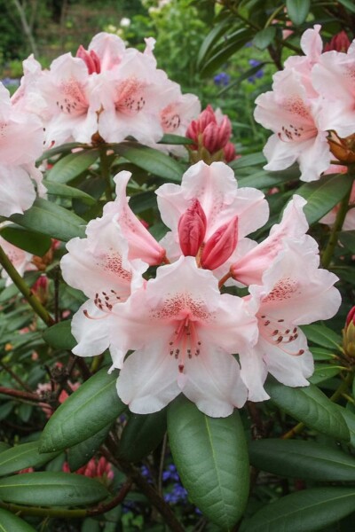 Rhododendron 'Virginia Richards' buske 40-50 cm