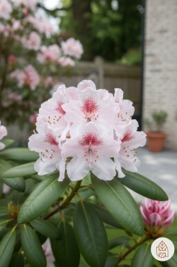 Rhododendron 'Virginia Richards' buske 40-50 cm
