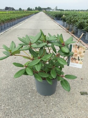 Rhododendron 'Virginia Richards' buske 40-50 cm