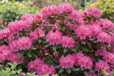 Rhododendron 'Wine and Roses' buske 30-50 cm