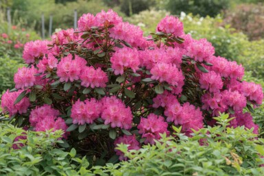 Rhododendron 'Wine and Roses' buske 30-50 cm
