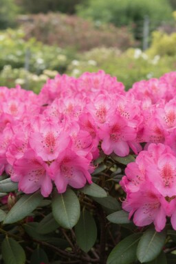 Rhododendron 'Wine and Roses' buske 30-50 cm