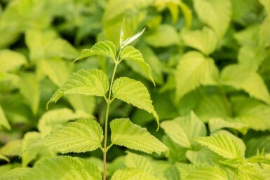 Rhodotypos scandens C3 30-40