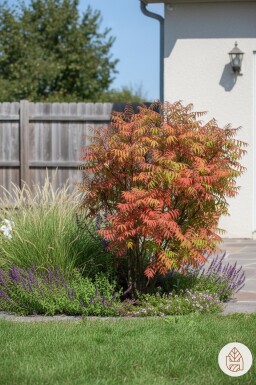 Rhus glabra 'Laciniata' buske 60-70 cm