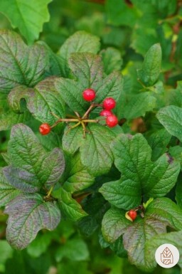 Ribes alpinum buske 40-60 cm