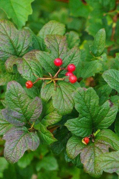 Ribes alpinum C5 80-100
