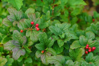 Ribes alpinum C5 80-100