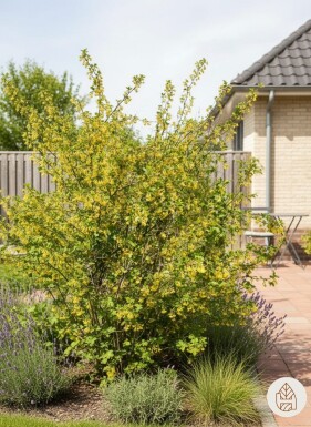 Ribes odoratum buske 80-100 cm