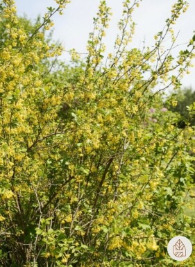 Ribes odoratum buske 80-100 cm