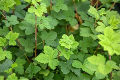 Ribes sanguineum 'King Edward VII' C3 30-40