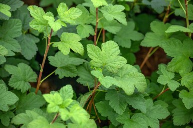 Ribes sanguineum 'King Edward VII' C3 30-40