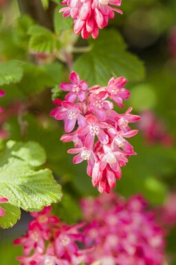 Ribes sanguineum 'King Edward VII' C3 30-40