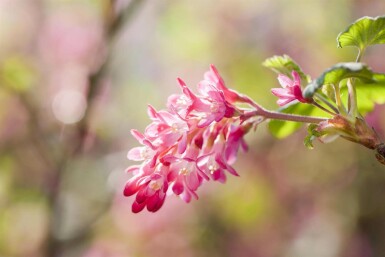 Ribes sanguineum 'King Edward VII' C3 30-40