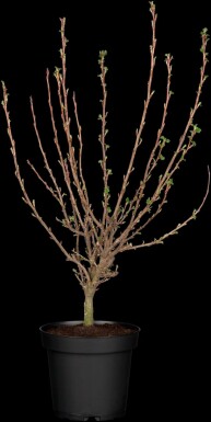 Ribes sanguineum 'King Edward VII' C3 30-40