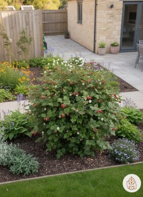 Rubus tricolor buske 10-15 cm