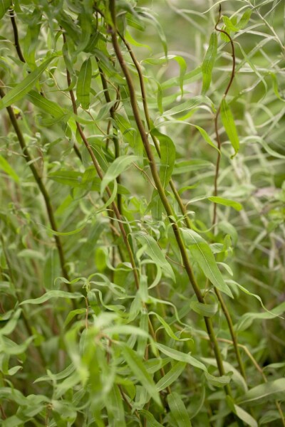Salix babylonica 'Tortuosa' C3 30-40